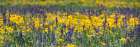 USA-Wyoming. Wildflowers-Grand Teton National Park. Art Print